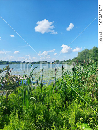 Thickets of reeds and marsh plants near the lake. Outside the city. Pond against the blue sky. 105089875