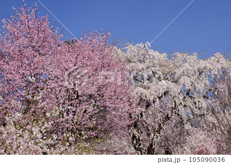 群馬県前橋市苗ヶ島町　赤城南面千本桜で有名なみやぎ千本桜の森　日本の桜ゾーンのいろいろなサクラ 105090036