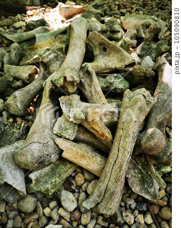 old animal and human bones old animal and human bones 105090810