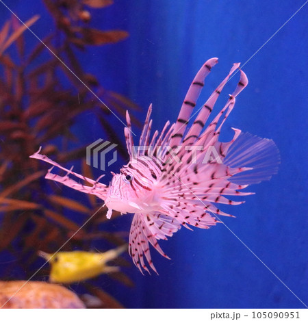 浅虫水族館　水中を泳ぐミノカサゴ　《青森県》 105090951