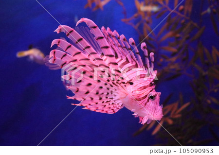 浅虫水族館 水中を泳ぐミノカサゴ 《青森県》 浅虫水族館 水中を泳ぐミノカサゴ 《青森県》 105090953
