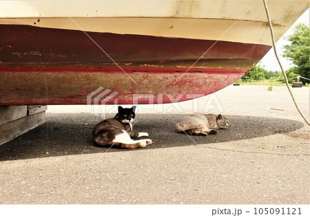 漁港の野良猫 漁港の野良猫 105091121