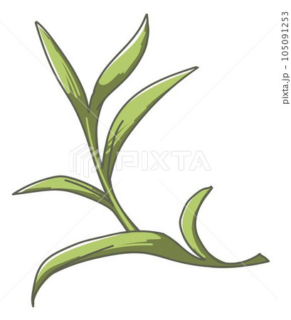 Leaf of plant, herb or exotic houseplant foliage Leaf of plant, herb or exotic houseplant foliage 105091253