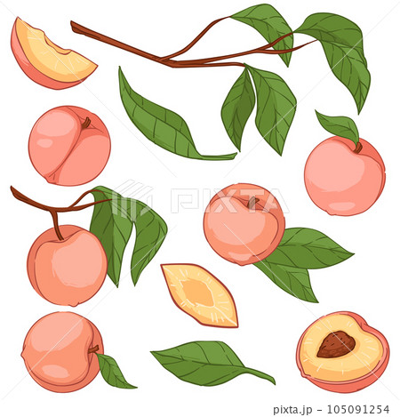 Peaches or big apricots on tree branches vector Peaches or big apricots on tree branches vector 105091254