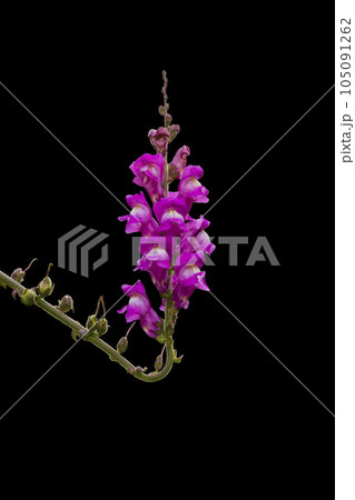 Snapdragon Snapdragon 105091262