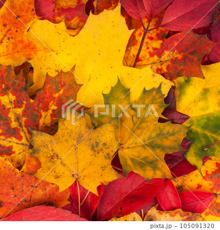 Background made of fallen autumn leaves 105091320