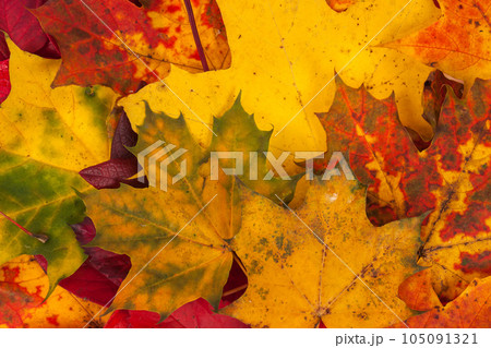 Background made of fallen autumn leaves Background made of fallen autumn leaves 105091321