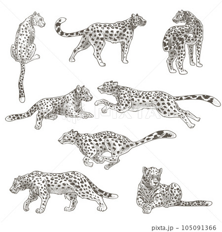 Leopard animal still and in motion, feline cat Leopard animal still and in motion, feline cat 105091366