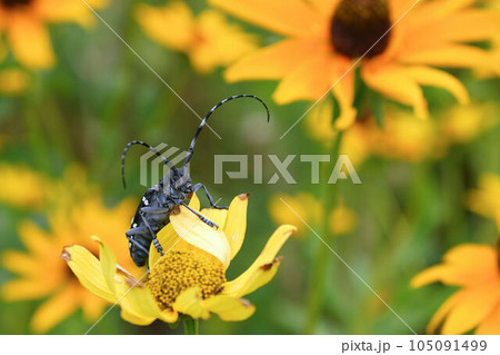 ゴマダラカミキリ 105091499