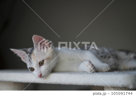 興味津々な子猫 105091744