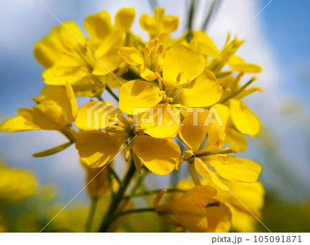 Beautiful rapeseed meadow with yellow flowers Beautiful rapeseed meadow with yellow flowers 105091871