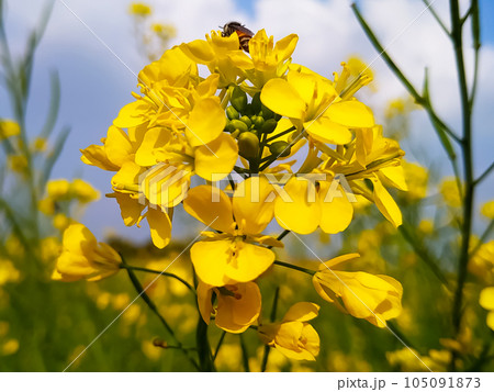 Beautiful yellow flower with nature background Beautiful yellow flower with nature background 105091873