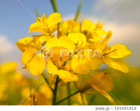 Close up shot of a full bloomed mustard flower Close up shot of a full bloomed mustard flower 105091918