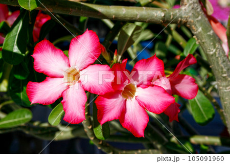Red Azalea flowers Red Azalea flowers 105091960
