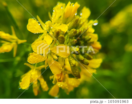 Macro detail on yellow mustard flower 105091963