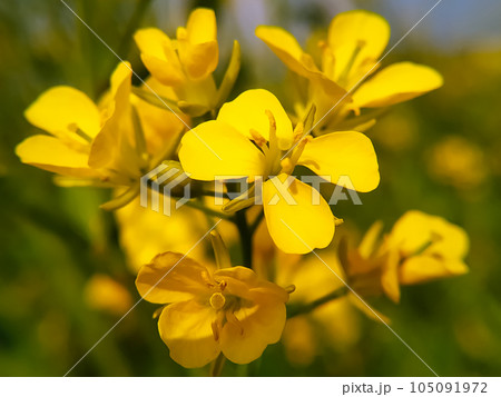 macro shot if mustard flower in field 105091972