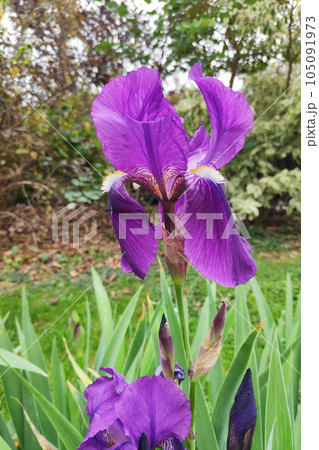 Purple Bearded Iris flower 105091973
