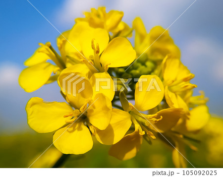 Mustard flowers in bloom during spring Mustard flowers in bloom during spring 105092025