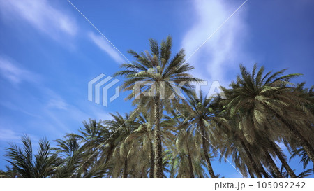 Looking up at palm trees at Surfers Paradise 105092242