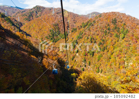 新潟湯沢町　絶景の空中散歩　紅葉の苗場ドラゴンドラ 105092482