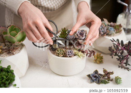 Woman cutting Echeveria Succulent house plant in a pot with mini secateurs Woman cutting Echeveria Succulent house plant in a pot with mini secateurs 105092559