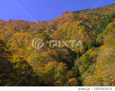青空バックに映える紅葉 105092833
