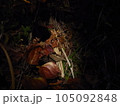 差し込むやわらかな光 105092848