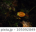 光に照らされる黄色い葉 105092849