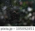 蜘蛛の巣プリズム 105092851