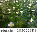 白いバイカモの花 105092854