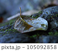 石の上に落ちた葉と水滴 105092858