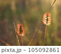夕陽に輝くエノコログサ 105092861