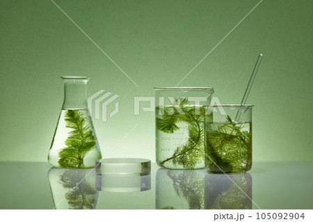 Pedestal for cosmetic product and packaging mockups display presentation. Beakers and erlenmeyer flask filled with green seaweed leaves and transparent podium decorated on green background Pedestal for cosmetic product and packaging mockups display presentation. Beakers and erlenmeyer flask filled with green seaweed leaves and transparent podium decorated on green background 105092904