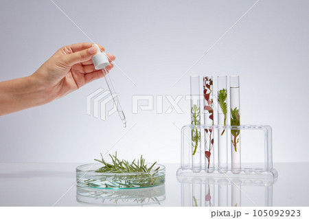 Advertising scene for cosmetic with seaweed ingredient. Lab glassware filled with different types of seaweed displayed on white background. Female hand holding dropper and dripping onto petri dish 105092923