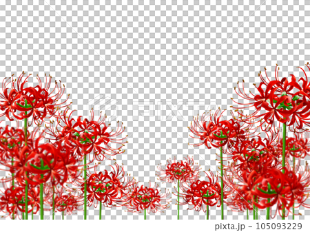 孤挺花叢生秋季紅蜘蛛百合 孤挺花叢生秋季紅蜘蛛百合 105093229