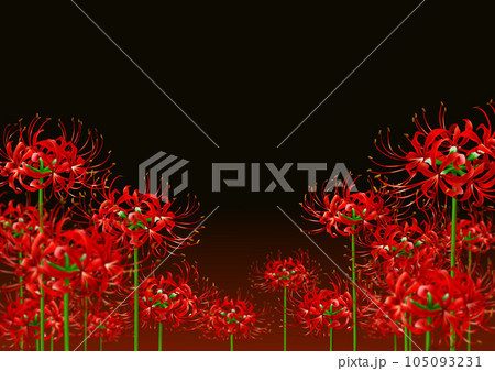 彼岸花 群生 背景 赤 曼珠沙華 黒バック 彼岸花 群生 背景 赤 曼珠沙華 黒バック 105093231