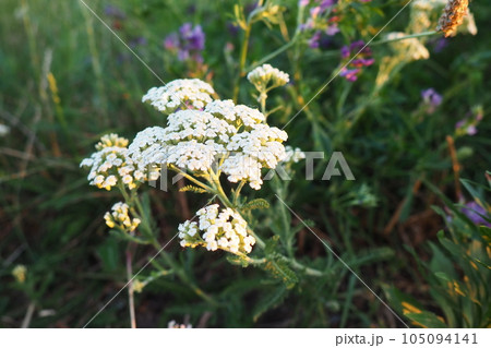 Achillea millefolium, yarrow or common yarrow, is a flowering plant in the family Asteraceae. Old mans pepper, devils nettle, sanguinary, milfoil, soldier's woundwort and thousand seal. White flower Achillea millefolium, yarrow or common yarrow, is a flowering plant in the family Asteraceae. Old mans pepper, devils nettle, sanguinary, milfoil, soldier's woundwort and thousand seal. White flower 105094141