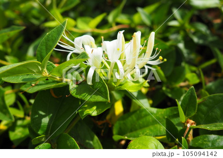 Lonicera japonica, Japanese honeysuckle and golden-and-silver honeysuckle, is a species of honeysuckle native to Asia. Ornamental plant used in traditional Chinese medicine. White yellow flowers. 105094142