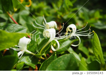 Lonicera japonica, Japanese honeysuckle and golden-and-silver honeysuckle, is a species of honeysuckle native to Asia. Ornamental plant used in traditional Chinese medicine. White yellow flowers. 105094143