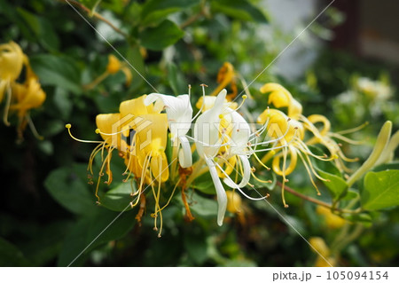 Lonicera japonica, Japanese honeysuckle and golden-and-silver honeysuckle, is a species of honeysuckle native to Asia. Ornamental plant used in traditional Chinese medicine. White yellow flowers. 105094154