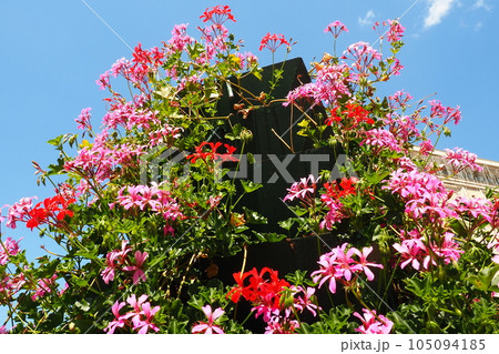 Blooming pink cranesbill ivy geranium pelargonium in the vertical design of landscaping of streets and parks. Beautiful large pelargonium geranium flowers green leaves. Floriculture and horticulture. Blooming pink cranesbill ivy geranium pelargonium in the vertical design of landscaping of streets and parks. Beautiful large pelargonium geranium flowers green leaves. Floriculture and horticulture. 105094185