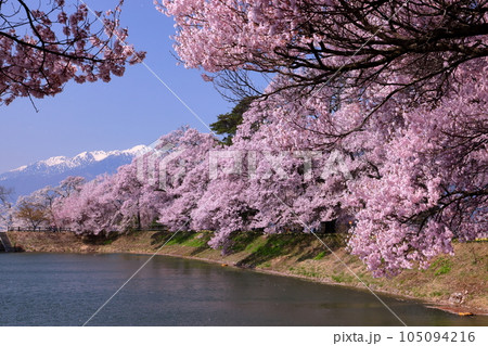 長野県伊那市美篶笠原 六道の堤のタカトオコヒガンザクラやソメイヨシノの桜並木と残雪の中央アルプス 長野県伊那市美篶笠原 六道の堤のタカトオコヒガンザクラやソメイヨシノの桜並木と残雪の中央アルプス 105094216
