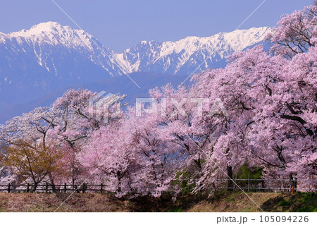長野県伊那市美篶笠原 六道の堤のタカトオコヒガンザクラやソメイヨシノの桜並木と残雪の中央アルプス 長野県伊那市美篶笠原 六道の堤のタカトオコヒガンザクラやソメイヨシノの桜並木と残雪の中央アルプス 105094226