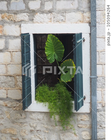 Monstera leaves in the window, view from the street. Herceg Novi, Montenegro. Shutters and a stone old wall. Adriatic mediterranean architecture. Tropical plants, creepers, genus Aroid family Araceae. Monstera leaves in the window, view from the street. Herceg Novi, Montenegro. Shutters and a stone old wall. Adriatic mediterranean architecture. Tropical plants, creepers, genus Aroid family Araceae. 105094264