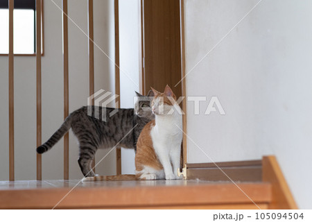 二匹の猫 105094504