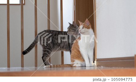 二匹の猫 二匹の猫 105094775