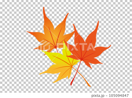 Vector illustration of three maple leaves 105094847
