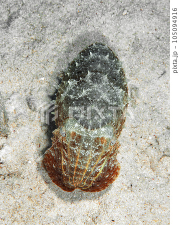 コブシメ 105094916