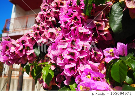 Bougainvillea is a genus of thorny ornamental vines, bushes, and trees belonging to Nyctaginaceae. Inflorescence consists of large colourful sepal-like bracts which surround three simple waxy flowers. Bougainvillea is a genus of thorny ornamental vines, bushes, and trees belonging to Nyctaginaceae. Inflorescence consists of large colourful sepal-like bracts which surround three simple waxy flowers. 105094973