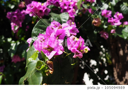 Bougainvillea is a genus of thorny ornamental vines, bushes, and trees belonging to Nyctaginaceae. Inflorescence consists of large colourful sepal-like bracts which surround three simple waxy flowers. Bougainvillea is a genus of thorny ornamental vines, bushes, and trees belonging to Nyctaginaceae. Inflorescence consists of large colourful sepal-like bracts which surround three simple waxy flowers. 105094989